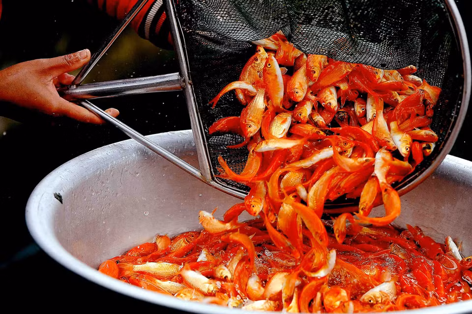 Người dân làng Thủy Trầm, xã Tuy Lộc, huyện Cẩm Khê, Phú Thọ thu hoạch cá chép đỏ để bán vào dịp 23 tháng Chạp. (nh: TTXVN)