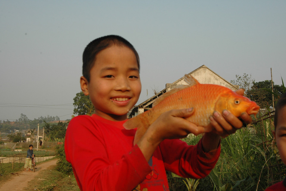Người dân làng Thủy Trầm, xã Tuy Lộc, huyện Cẩm Khê, Phú Thọ thu hoạch cá chép đỏ để bán vào dịp 23 tháng Chạp. (Ảnh: TTXVN)