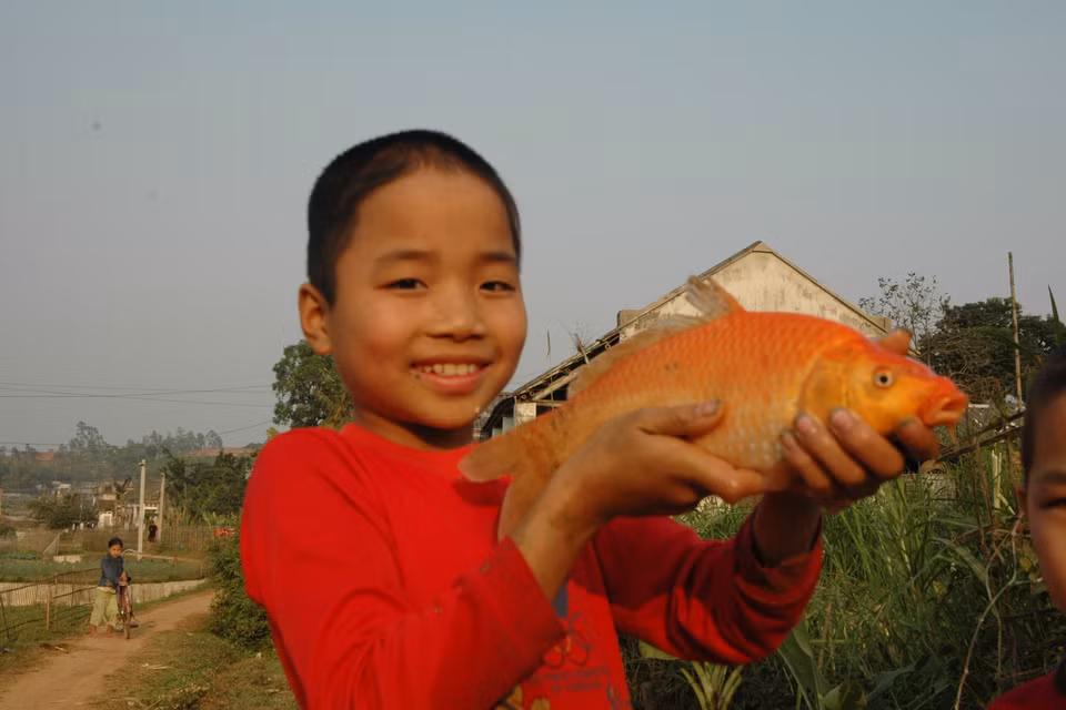 Người dân làng Thủy Trầm, xã Tuy Lộc, huyện Cẩm Khê, Phú Thọ thu hoạch cá chép đỏ để bán vào dịp 23 tháng Chạp. (Ảnh: TTXVN)