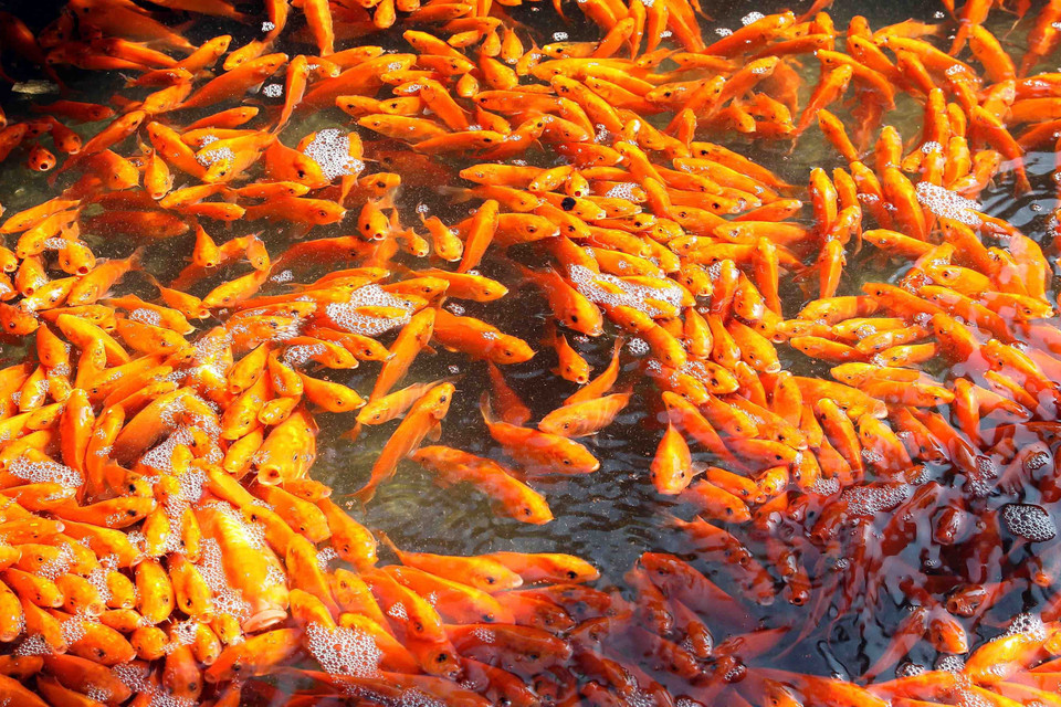 Người dân làng Thủy Trầm, xã Tuy Lộc, huyện Cẩm Khê, Phú Thọ thu hoạch cá chép đỏ để bán vào dịp 23 tháng Chạp. (Ảnh: TTXVN)