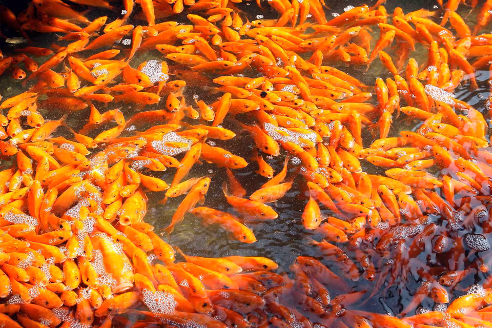 Người dân làng Thủy Trầm, xã Tuy Lộc, huyện Cẩm Khê, Phú Thọ thu hoạch cá chép đỏ để bán vào dịp 23 tháng Chạp. (Ảnh: TTXVN)