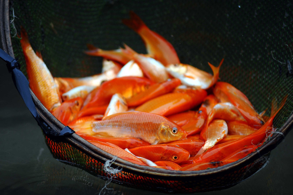 Người dân làng Thuỷ Trầm, xã Tuy Lộc, huyện Cẩm Khê, Phú Thọ thu hoạch cá chép đỏ để bán vào dịp 23 tháng Chạp. (Ảnh: TTXVN)