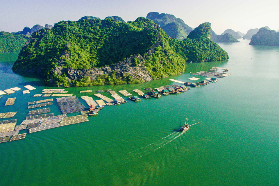 Nuôi cá lồng bè trên Vịnh Gia Luận - Cát Bà tạo cảnh quan đẹp thu hút du khách khi thưởng ngoạn du lịch biển đảo của Hải Phòng. (Ảnh: Trọng Đạt/TTXVN)