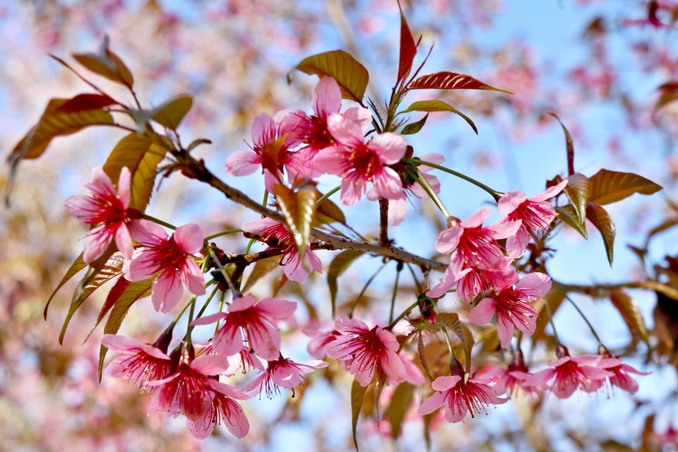 Hoa chỉ có năm cánh hồng với nhụy dài đỏ rực nở. (Ảnh: Tuấn Anh/TTXVN)