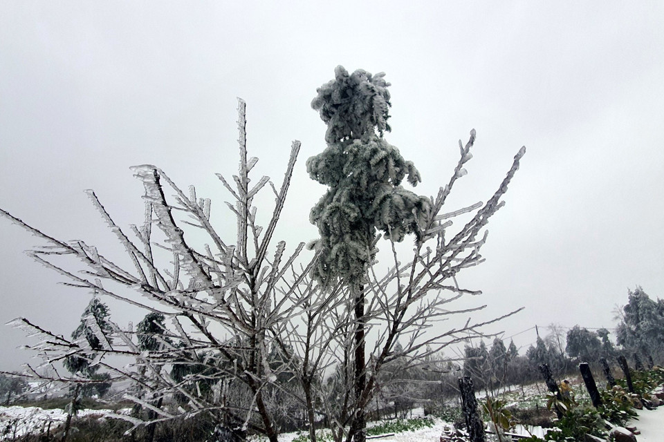 Mưa tuyết bao phủ trên các cành cây. (Ảnh: Quốc Khánh/TTXVN)