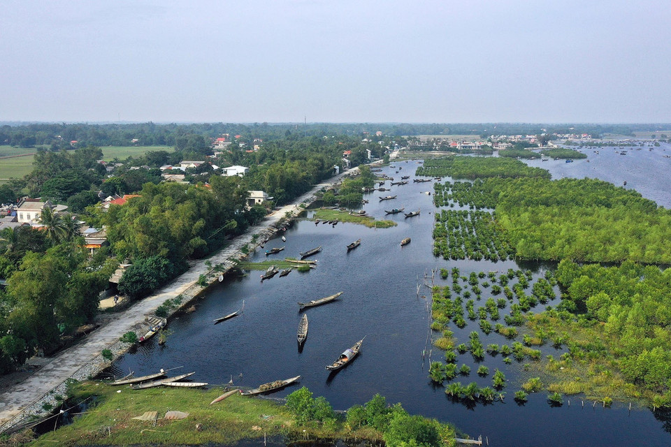 Rừng ngập mặn như những bức bình phong bảo vệ an toàn cho thuyền bè neo đậu và nhà cửa của người dân phía trong đầm phá Tam Giang ở khu vực xã Quảng Lợi, huyện Quảng Điền. (Ảnh: Hồ Cầu/TTXVN)