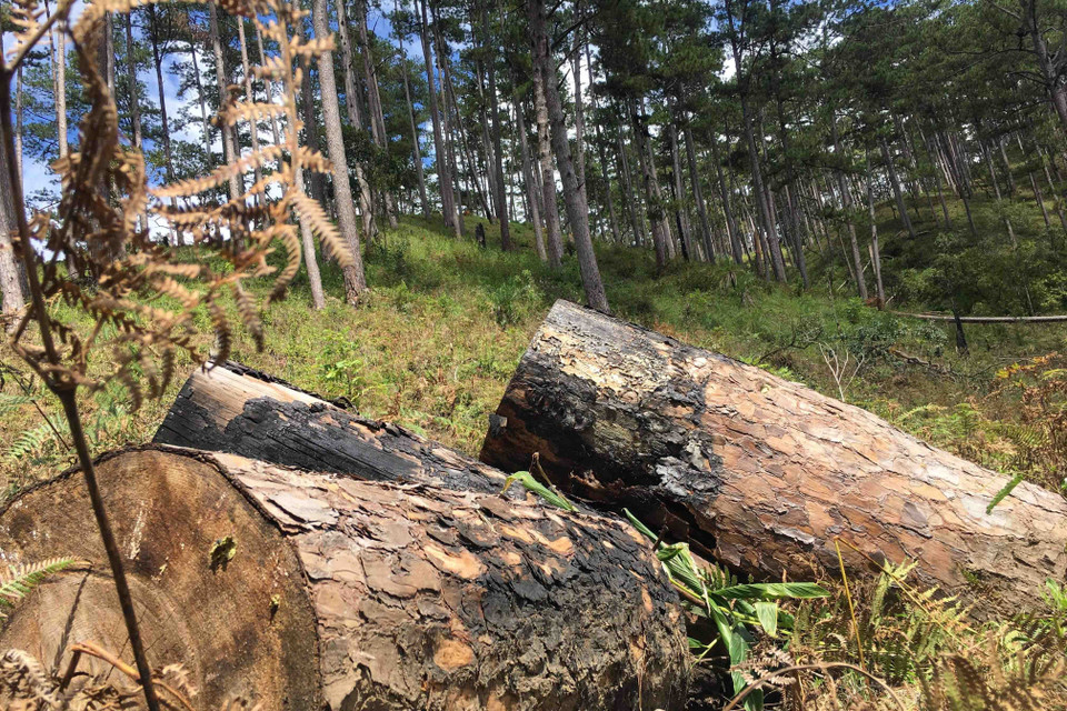 Đường kính gốc cây từ 50cm đến 80cm, dài khoảng 20 mét, diện tích tác động khoảng 1.000m2 đất rừng. (Ảnh: Đặng Tuấn/TTXVN)