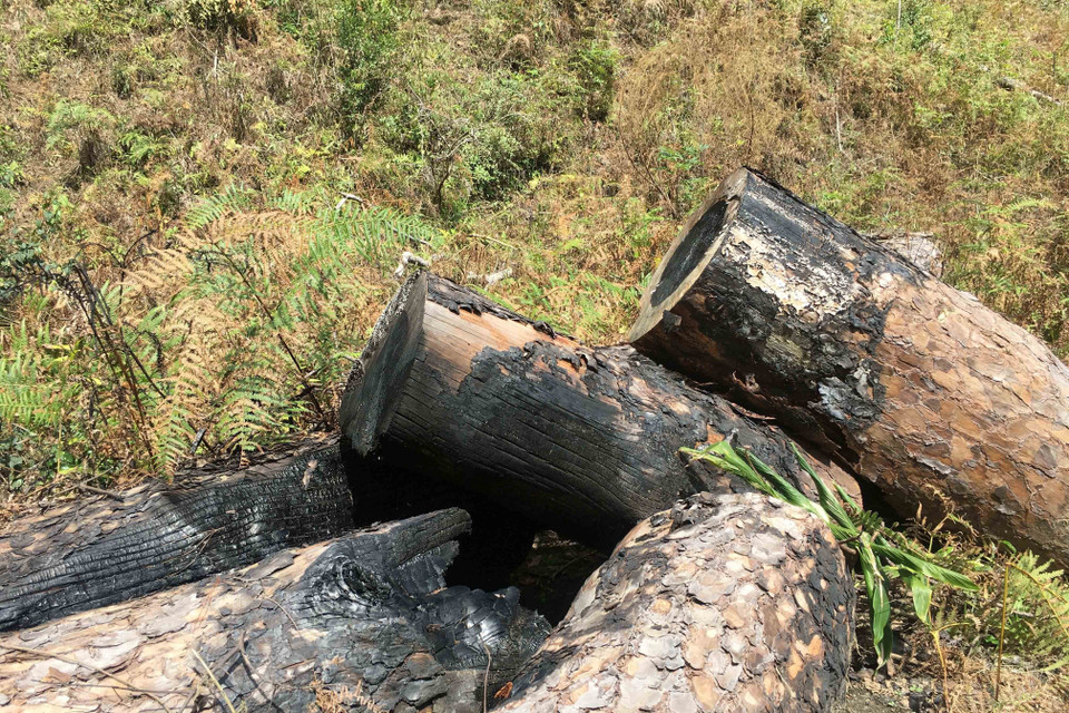 Hàng chục khúc gỗ cổ thụ bị chất đống nằm la liệt. (Ảnh: Đặng Tuấn/TTXVN)