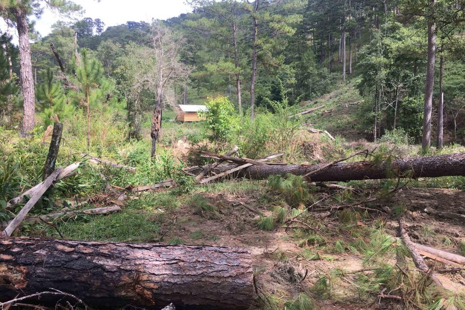 Những cây thông mới bị cưa hạ, lá vẫn còn xanh. (Ảnh: Đặng Tuấn/TTXVN)