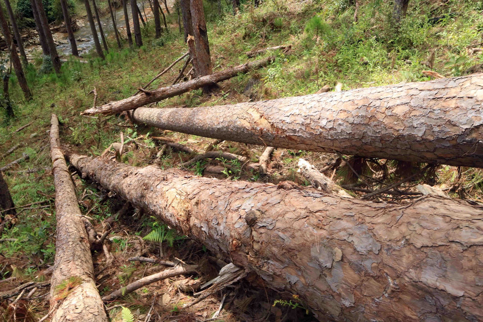 Tại hiện trường ước tính 100 cây thông cổ thụ đã bị đốn hạ, nằm ngổn ngang. (Ảnh: Đặng Tuấn/TTXVN)