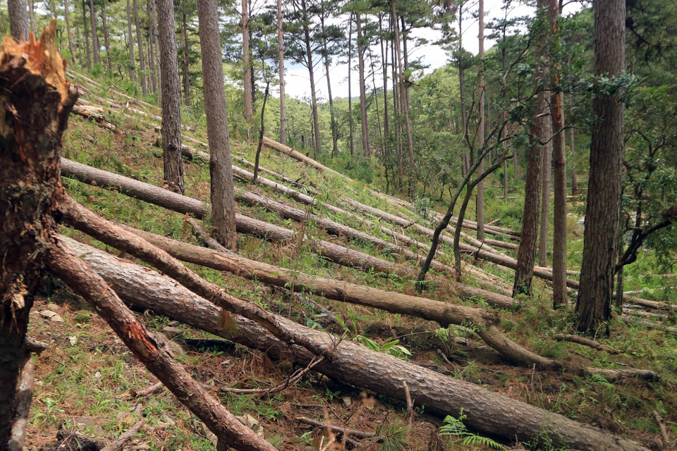 Tại hiện trường ước tính 100 cây thông cổ thụ đã bị đốn hạ, nằm ngổn ngang. (Ảnh: Đặng Tuấn/TTXVN)
