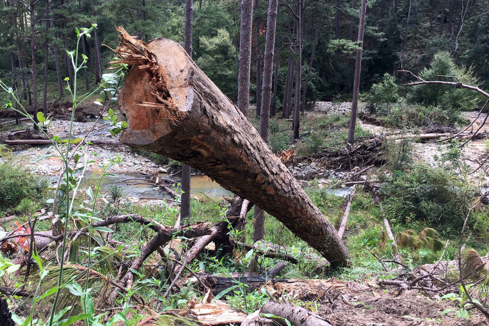 Tại hiện trường ước tính 100 cây thông cổ thụ đã bị đốn hạ, nằm ngổn ngang. (Ảnh: Đặng Tuấn/TTXVN)