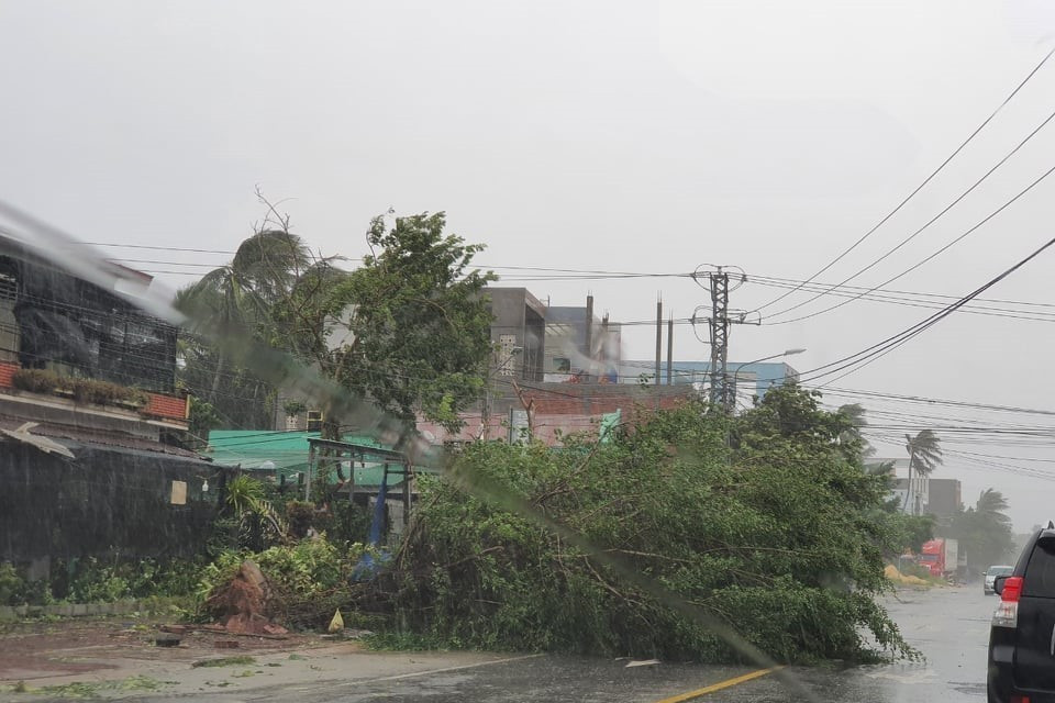 Cây xanh bị bật gốc, ngã đổ tại Thị xã Hoài Nhơn. (Ảnh: Tường Quân/TTXVN)