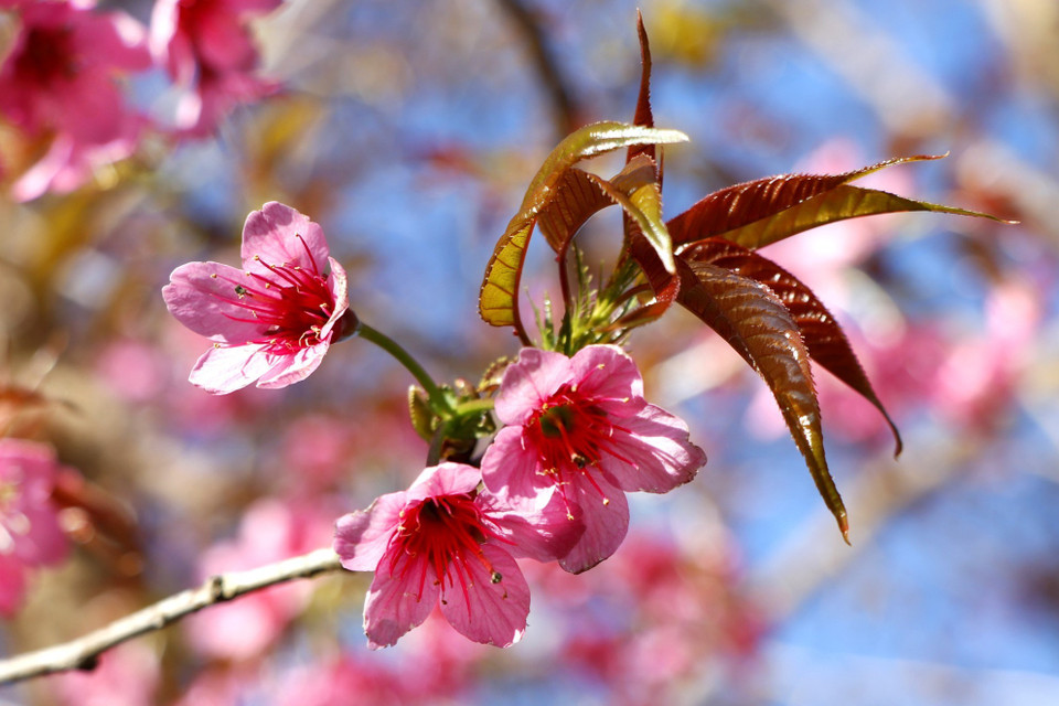 Hoa Tớ Dày thường nở vào cuối năm dương lịch trước hoa đào khoảng một tháng. (Ảnh: Tuấn Anh/TTXVN)