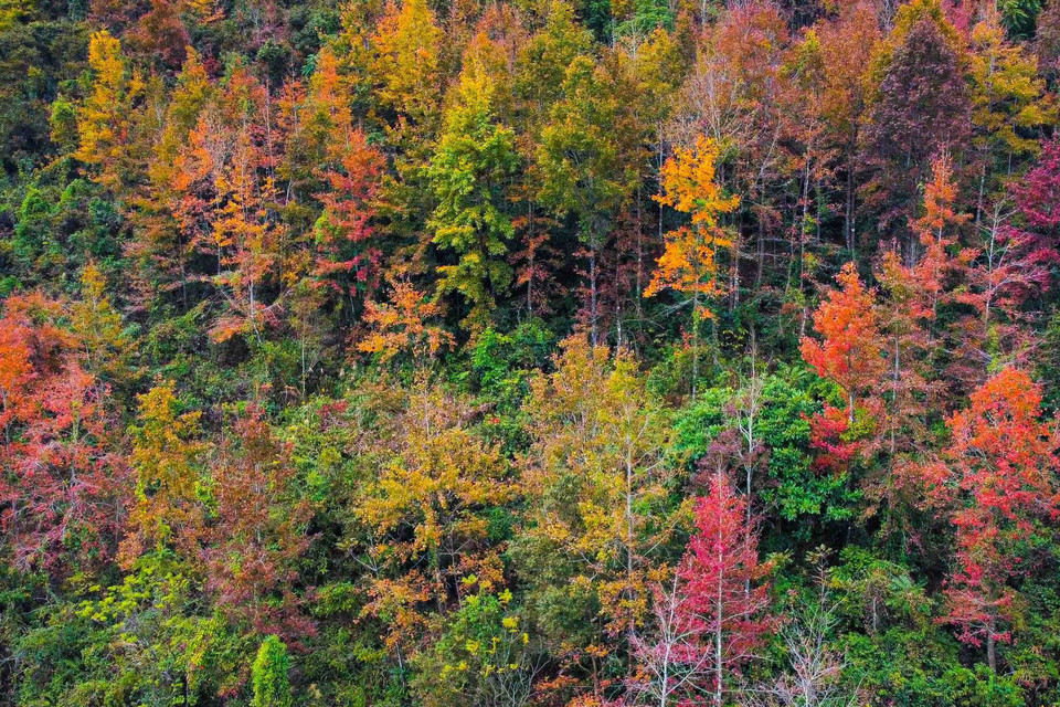 Cao Bằng có rất nhiều cây sau sau - một loài cây có lá chuyển màu đỏ, tím về mùa đông, gần giống lá cây phong ở châu Âu. Mỗi khi Đông đến, những cánh rừng nhuộm màu tím, đỏ, tạo nên một phong cảnh đẹp đến mê hồn. (Nguồn: TTXVN phát)