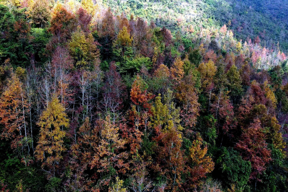 Cao Bằng có rất nhiều cây sau sau - một loài cây có lá chuyển màu đỏ, tím về mùa đông, gần giống lá cây phong ở châu Âu. Mỗi khi Đông đến, những cánh rừng nhuộm màu tím, đỏ, tạo nên một phong cảnh đẹp đến mê hồn. (Nguồn: TTXVN phát)