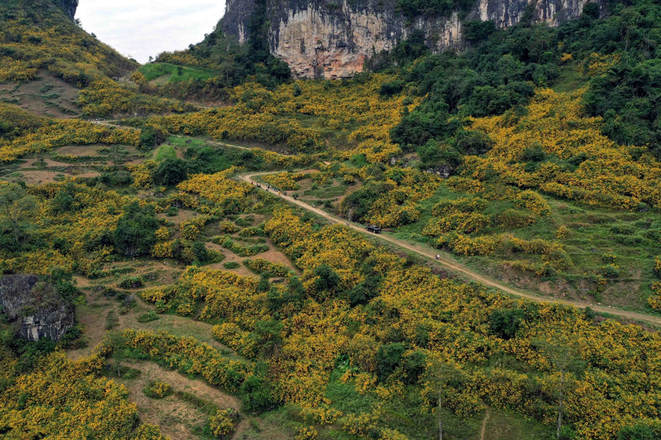 Mùa Đông, khi những vạt rừng hoa dã quỳ nở vàng rực rỡ cả núi đồi, rất nhiều du khách lạc lối quên về giữa vẻ đẹp hoang dại của núi rừng biên giới. (Nguồn: TTXVN phát)