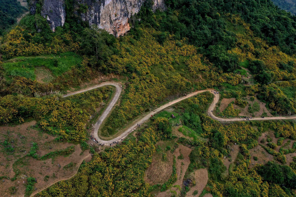 Mùa Đông, khi những vạt rừng hoa dã quỳ nở vàng rực rỡ cả núi đồi, rất nhiều du khách lạc lối quên về giữa vẻ đẹp hoang dại của núi rừng biên giới. (Nguồn: TTXVN phát)