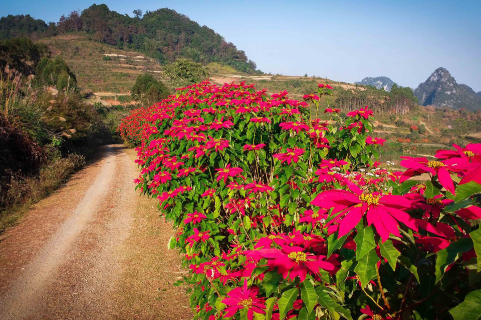 Người dân Cao Bằng thường trồng cây trạng nguyên để làm hàng rào nương rẫy. Mùa Đông đến, những hàng rào trổ hoa đỏ rực rỡ cả một vùng. (Nguồn: TTXVN phát)