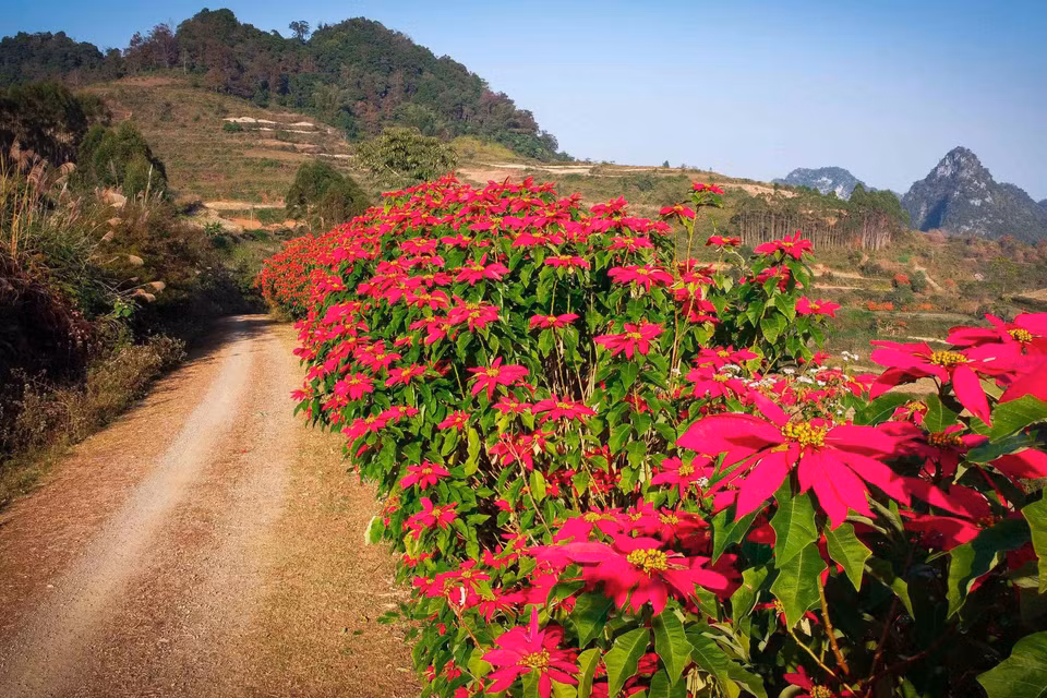 Người dân Cao Bằng thường trồng cây trạng nguyên để làm hàng rào nương rẫy. Mùa Đông đến, những hàng rào trổ hoa đỏ rực rỡ cả một vùng. (Nguồn: TTXVN phát)