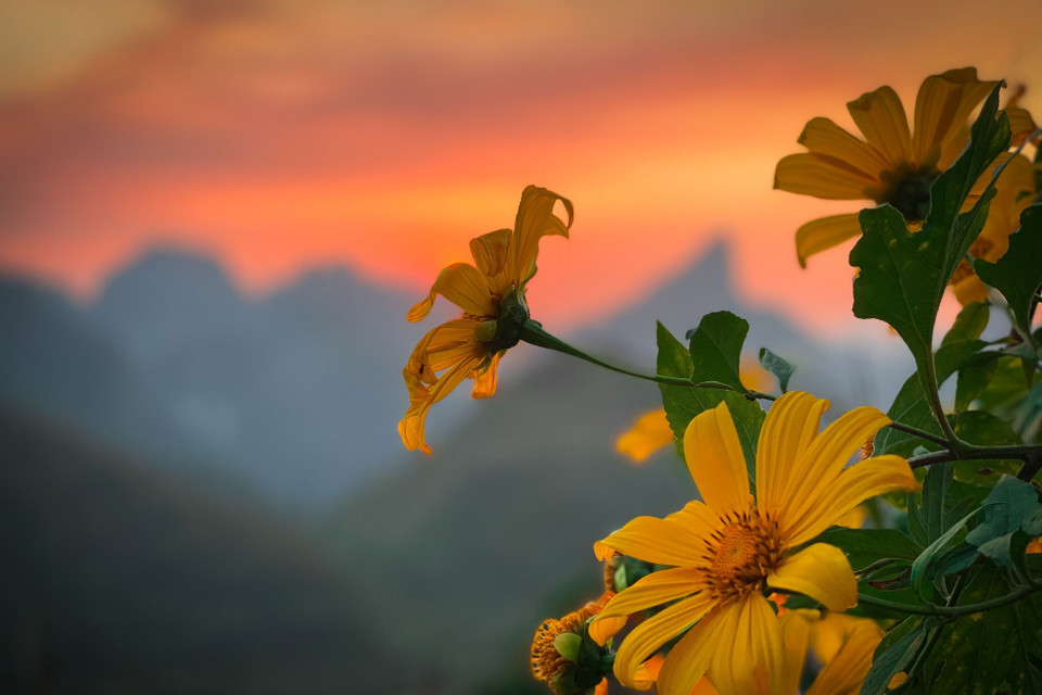 Vẻ đẹp hoang dại của hoa dã quỳ. (Nguồn: TTXVN phát)