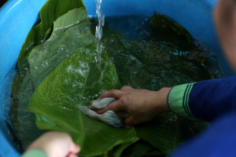 Rửa lá dong, sau đó để khô nước mới đem đi gói. (Ảnh: Quốc Khánh/TTXVN)