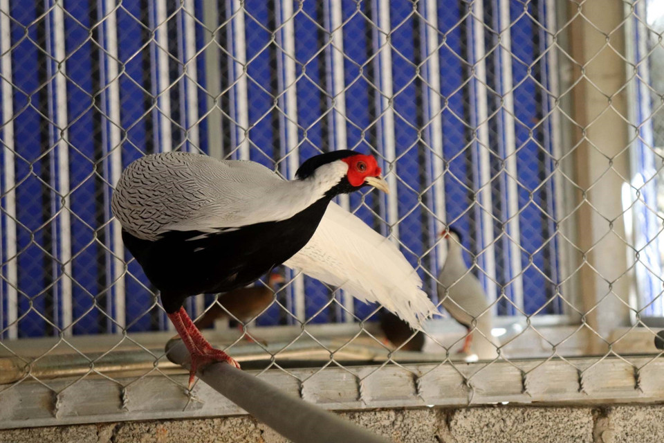 Hiện, Ban quản lý Khu bảo tồn thiên nhiên Pù Hu đã nuôi thử nghiệm được 100 cá thể gà lôi trắng trong khu bảo tồn. (Ảnh: Nguyễn Nam/TTXVN)