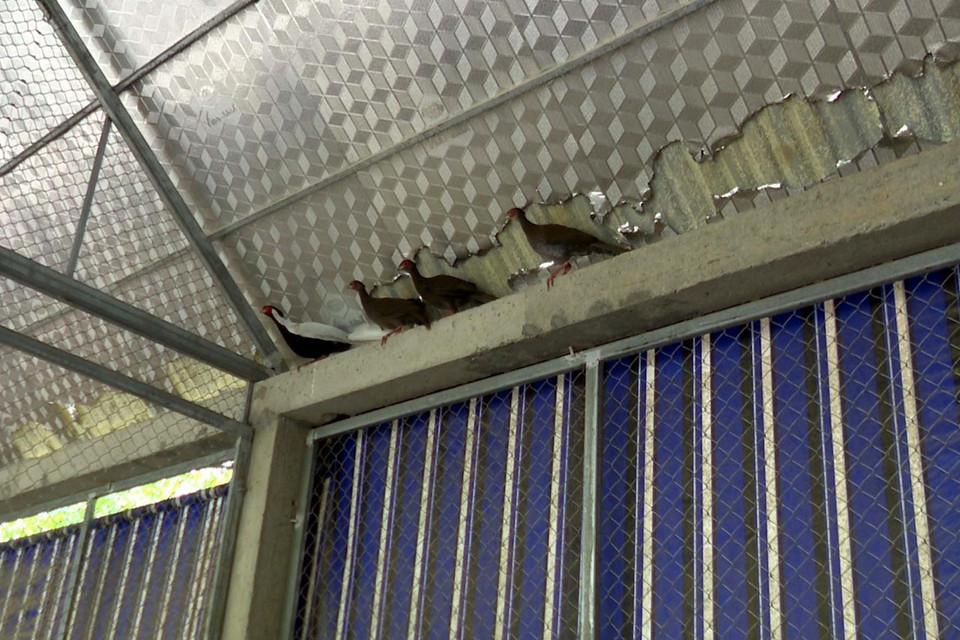 Đến thời điểm này, kiểm lâm viên đã phát hiện 5 cá thể gà lôi trắng và gà tiền mặt vàng tại tiểu khu. (Ảnh: Nguyễn Nam/TTXVN)