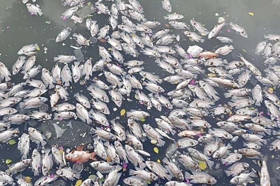 Xác cá nổi khắp mặt kênh. (Ảnh: Hồng Giang/TTXVN)