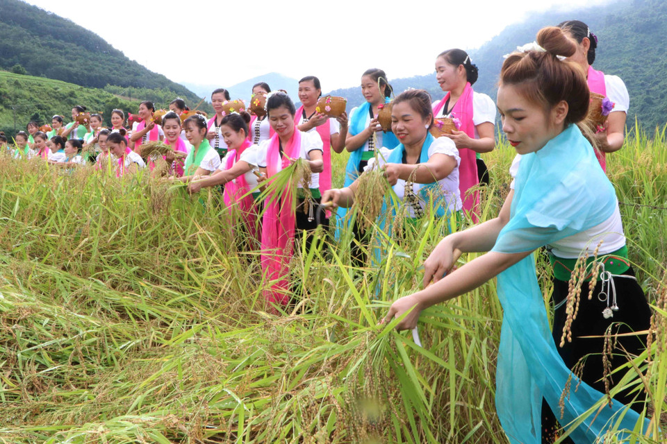 Nghi thức hái lúa trên cánh đồng. (Ảnh: Nguyễn Oanh/TTXVN)