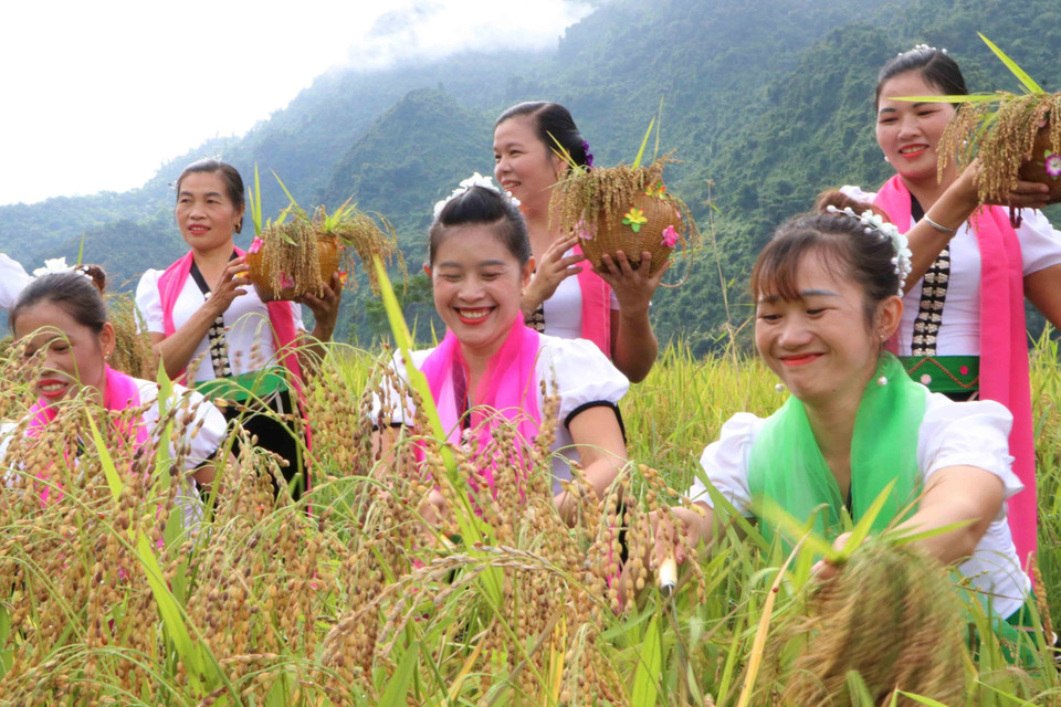 Phụ nữ Thái vui vẻ khi hái lúa, biểu hiện cho mùa màng tươi tốt, bội thu. (Ảnh: Nguyễn Oanh/TTXVN)