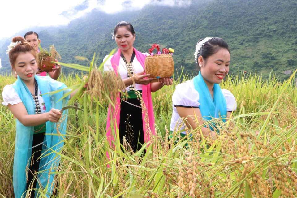 Khi hái lúa phải hái cả bông lúa và lá lúa, có như vậy hồn lúa mới hài lòng và thể hiện lòng cảm tạ Thần nông đã bảo vệ cây lúa trổ bông tươi tốt. (Ảnh: Nguyễn Oanh/TTXVN)