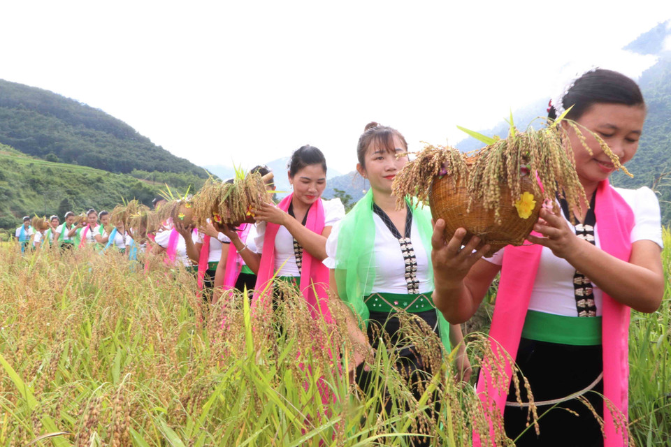 Hái lúa và mang đển chỗ cúng để làm nghi thức cúng hồn lúa.(Ảnh: Nguyễn Oanh/TTXVN)