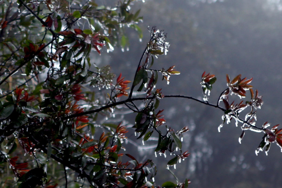 Những cành lộc của cây cối bên đường tại khu vực Đèo Ô Quý Hồ bị bao phủ bởi một lớp băng giá. (Ảnh: Quý Trung/TTXVN)