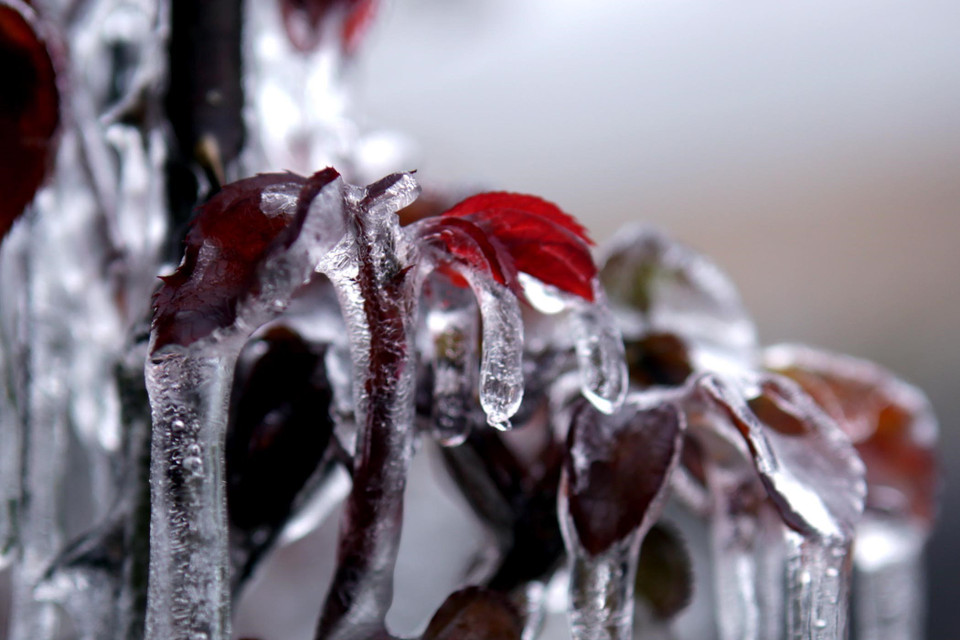 Những cành lộc của hoa hồng cũng bị bao phủ bởi một lớp băng giá. (Ảnh: Quý Trung/TTXVN)