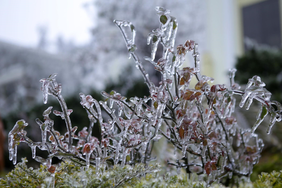  Cây hoa hồng bị băng giá bao phủ. (Ảnh: Quý Trung/TTXVN)