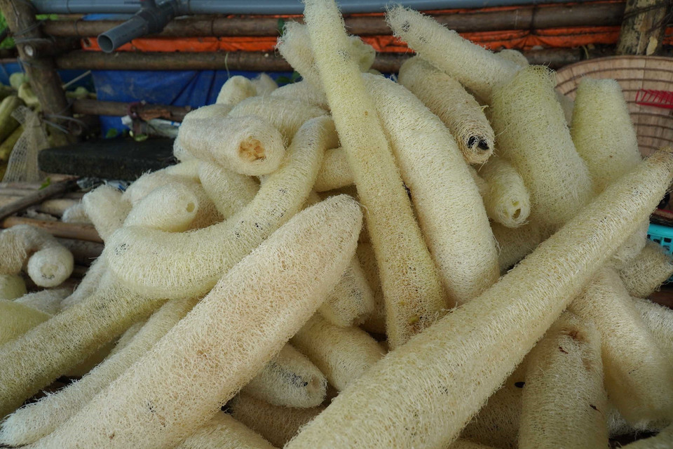 Xơ mướp sau khi đã được bóc vỏ. (Ảnh: Đinh Văn Nhiều/TTXVN)