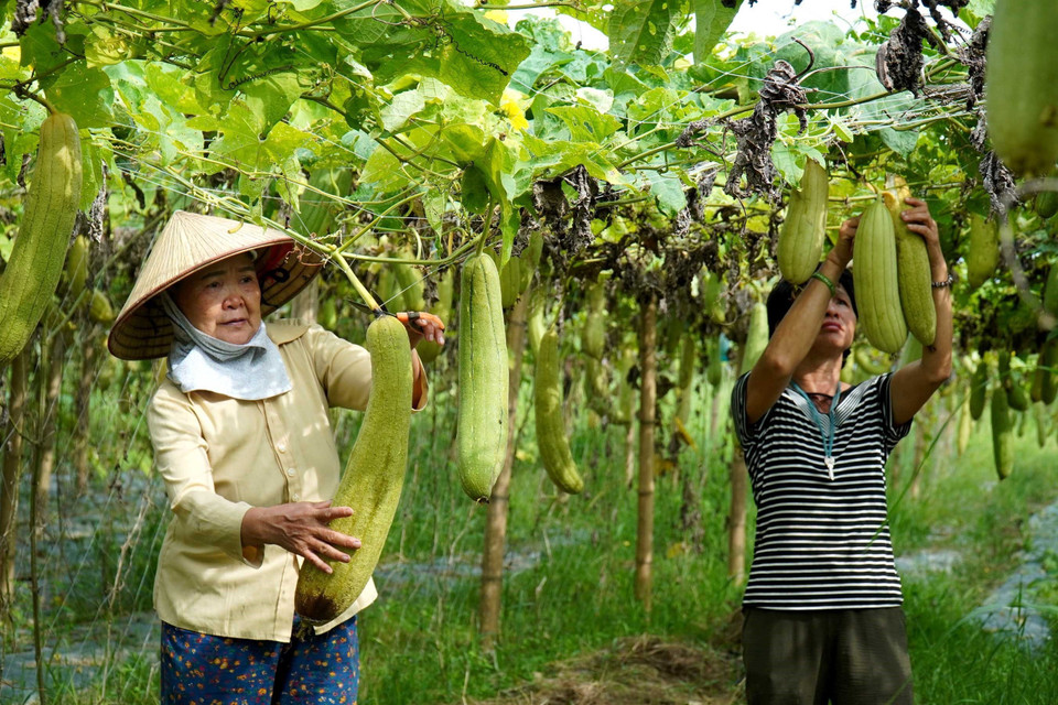 Người dân thu hoạch mướp già để lấy xơ. (Ảnh: Đinh Văn Nhiều/TTXVN)