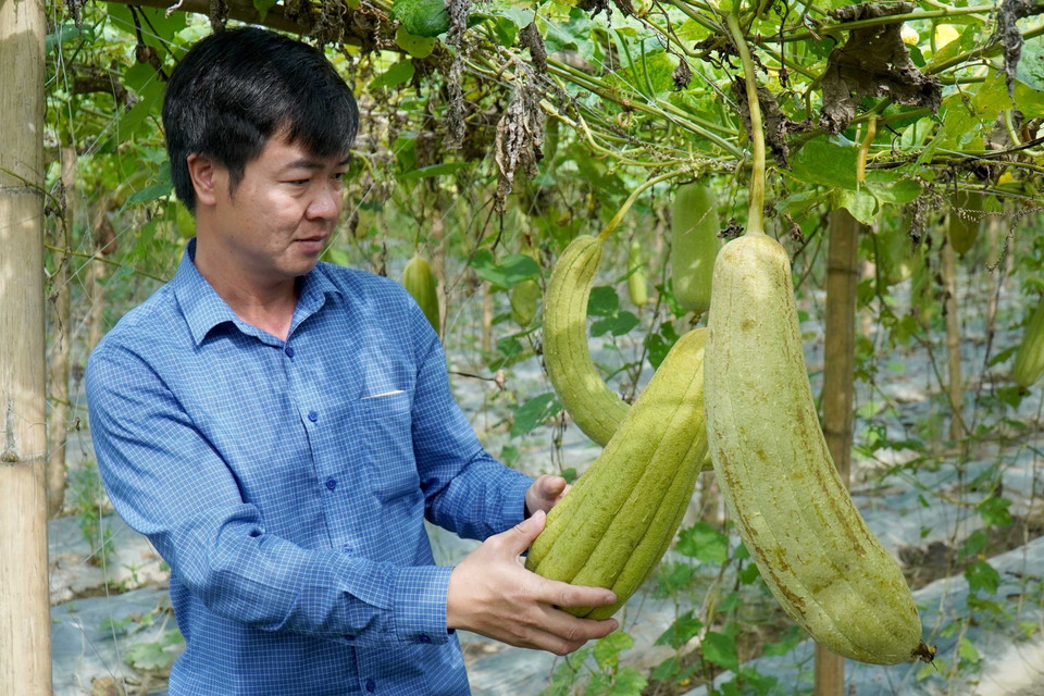 Xơ mướp tưởng chừng không có nhiều giá trị về kinh tế, thế nhưng, anh Tạ Quý Tôn, ở xã Nguyệt Đức, huyện Thuận Thành, tỉnh Bắc Ninh, lại biến chúng trở thành những bộ sản phẩm đồ gia dụng hữu ích, xuất khẩu sang các thị trường Mỹ, Nhật, Hàn Quốc và châu Âu, mang lại giá trị kinh tế cao với trị giá trên 300.000 USD/năm. (Ảnh: Đinh Văn Nhiều/TTXVN)