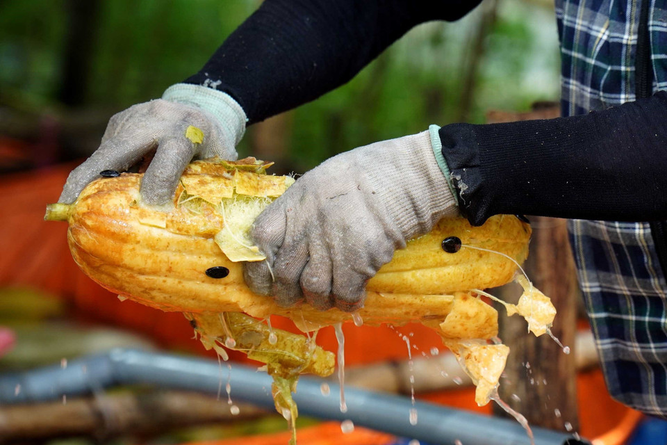 Người dân bóc vỏ để lấy xơ mướp. (Ảnh: Đinh Văn Nhiều/TTXVN)