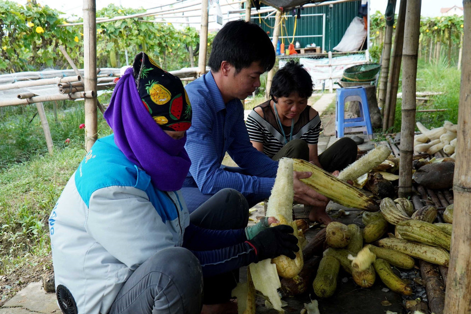 Anh Tạ Qúy Tôn kiểm tra những quả mướp đã đạt chất lượng để lấy xơ. (Ảnh: Đinh Văn Nhiều/TTXVN)