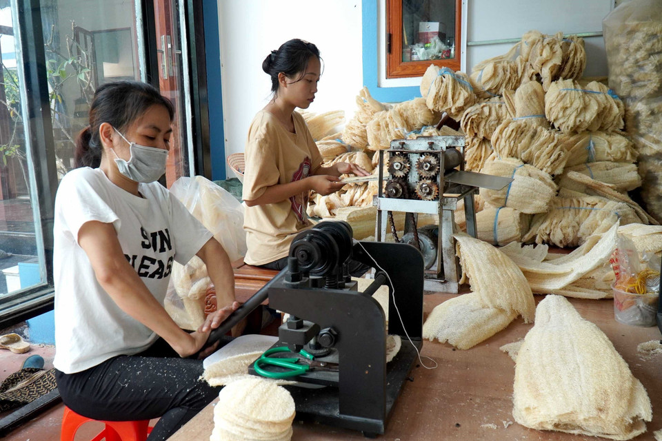 Xơ mướp sau khi được phơi khô sẽ được ép để tạo ra những sản phẩm gia dụng. (Ảnh: Đinh Văn Nhiều/TTXVN)