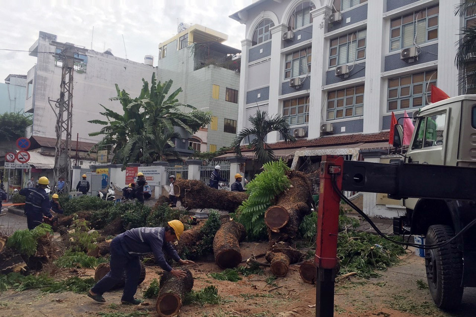Lực lượng chức năng xử lý cây xanh ngã đổ. (Ảnh: Linh Sơn/TTXVN phát)