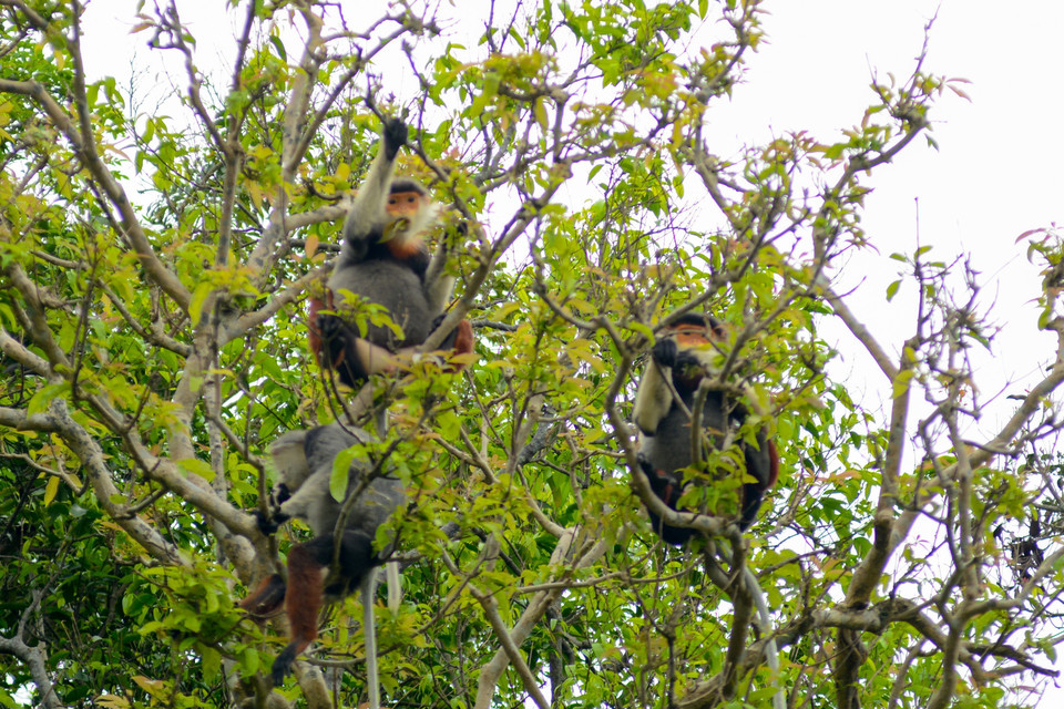 Đây là ngôi nhà của 531 loài động vật, trong đó có 24 loài quý hiếm có trong Sách Đỏ Việt Nam. (Ảnh: Văn Dũng/TTXVN)