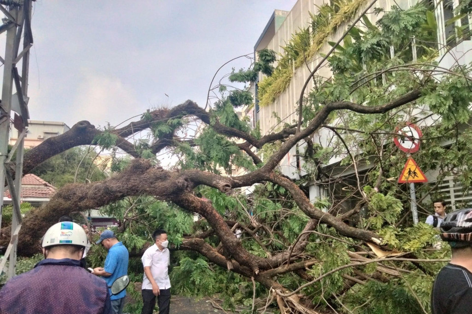 Cây đổ làm một số người bị thương. (Ảnh: Hồng Giang/TTXVN)