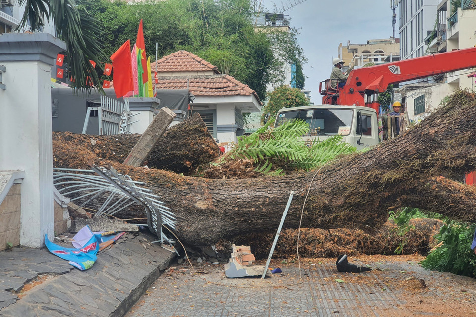 Khoảng 7 giờ sáng 3/4, một cây xanh lớn trong khuôn viên Trường Trung học cơ sở Trần Văn Ơn trên đường Nguyễn Văn Thủ (Quận 1, Thành phố Hồ Chí Minh) bị bật gốc, đè sập tường nhà trường. (Ảnh: TTXVN phát)