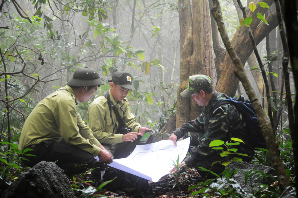 Lực lượng Hạt Kiểm lâm Sơn Trà-Ngũ Hành Sơn tuần tra xuyên rừng tại bán đảo Sơn Trà. (Ảnh: Văn Dũng/TTXVN)