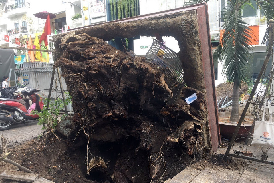 Cây xanh ngã đổ, trơ bộ rễ. (Ảnh: Linh Sơn/TTXVN phát)