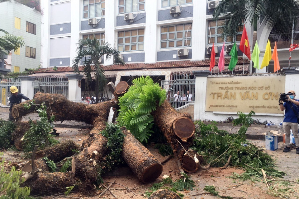 Cây trong trường Trung học cơ sở Trần Văn Ơn bị đổ ra đường. (Ảnh: Linh Sơn/TTXVN phát)