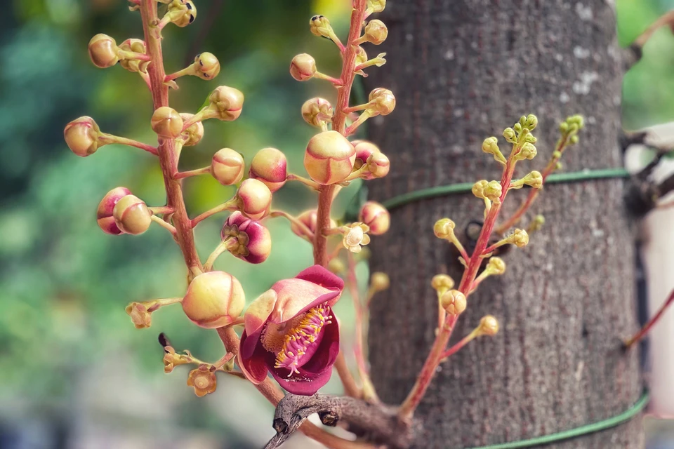Trước sân chùa có trồng cây Sala, loài hoa gắn với sự tích Phật thành đạo. (Ảnh: Xuân Mai/Vietnam+)